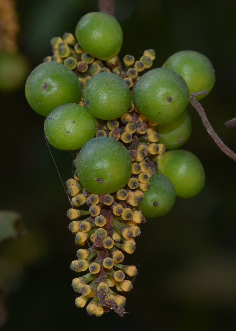 ampelocissus-indica-fruit.jpg